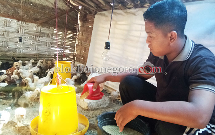 Selain Flu Burung, 2 Penyakit Ini Rawan Serang Unggas